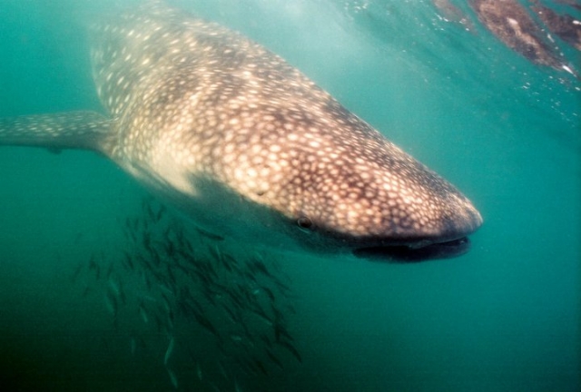 Snorkel con tiburon ballena